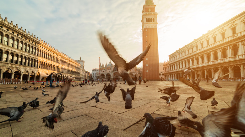 pigeons in Piazza San Marco