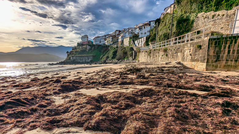 piles of seaweed on beach