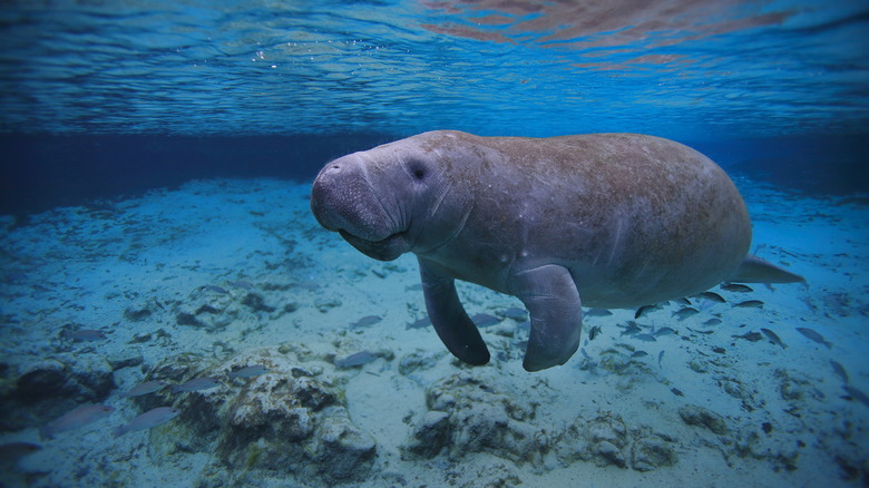 Florida manatee swimming underwater