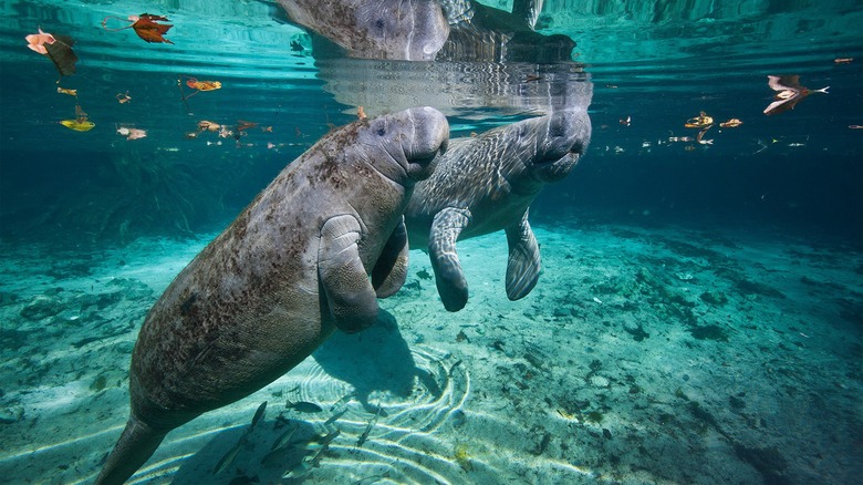 Pair of manatees swimming together