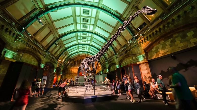 Dinosaur skeleton in London Science Museum 