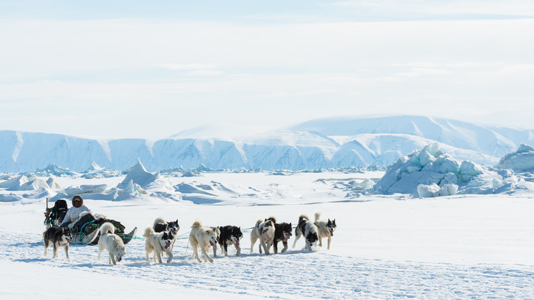 Dogsledding and mountains