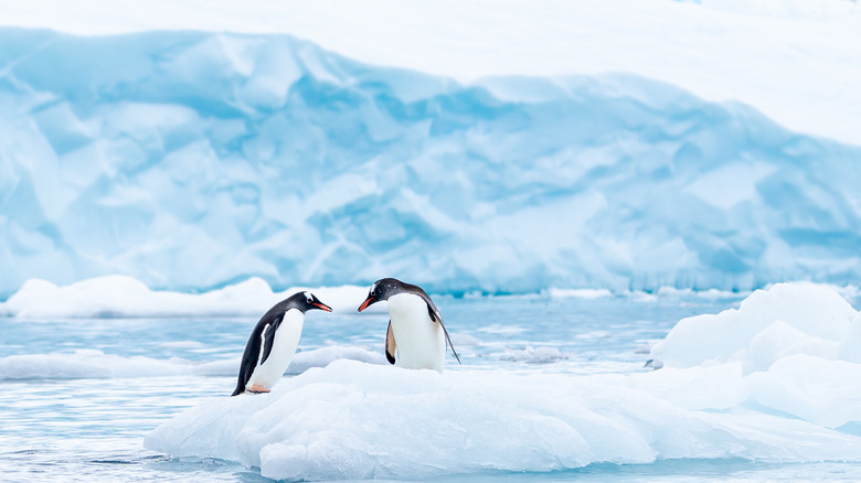 Two penguins on glacier