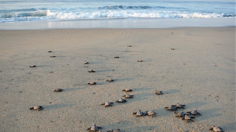 Baby turtles walk towards ocean