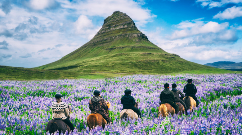 Horseback ride, purple flowers and green mountain