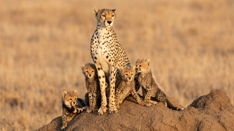 Mom cheetah and her babies