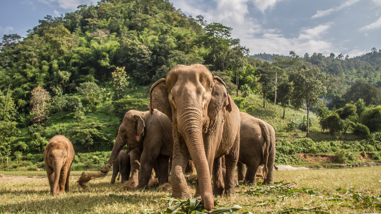 Group of elephants eating
