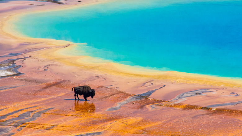 Bison and rainbow hotspring