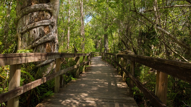 Wooden pathway in Big Cypress