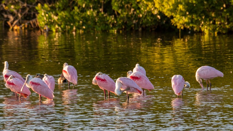 Flamingos on Sanibel Island