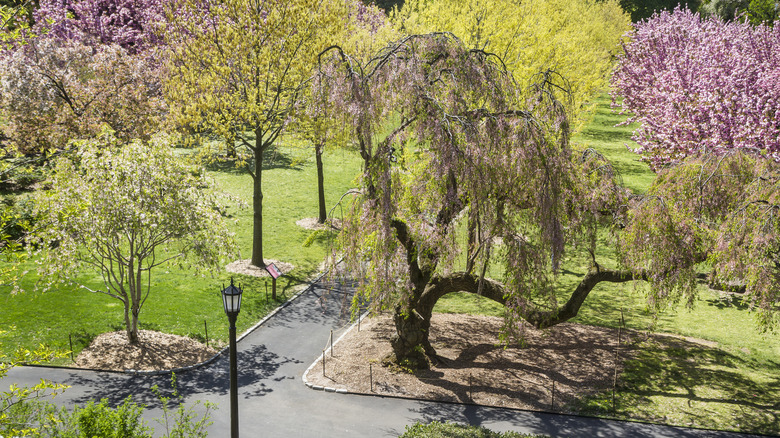 colorful trees, lawn, paths