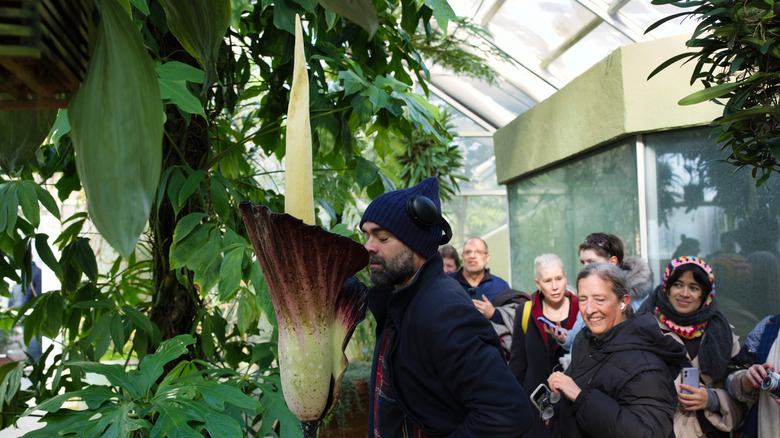 man smelling flower, crowd