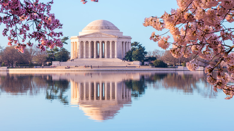 Jefferson Memorial framed by cherry blossoms