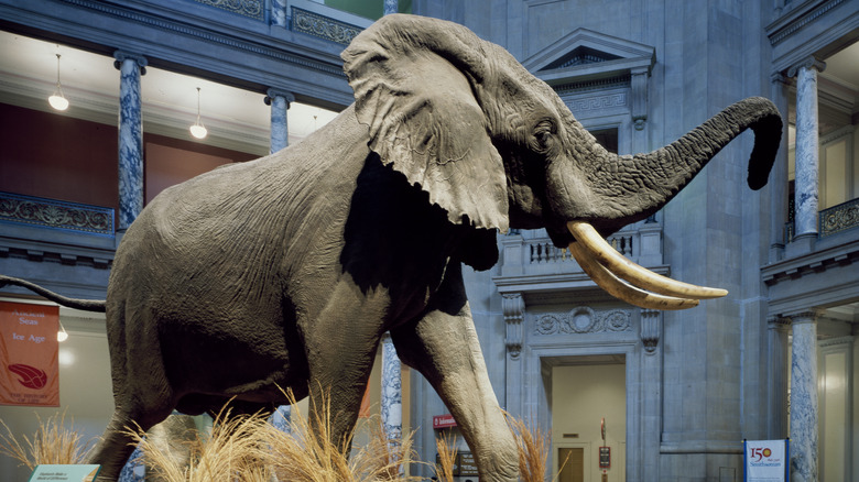 Statue of elephant in National Museum of Natural History