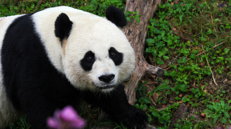 Giant panda at National Zoo, Washington DC