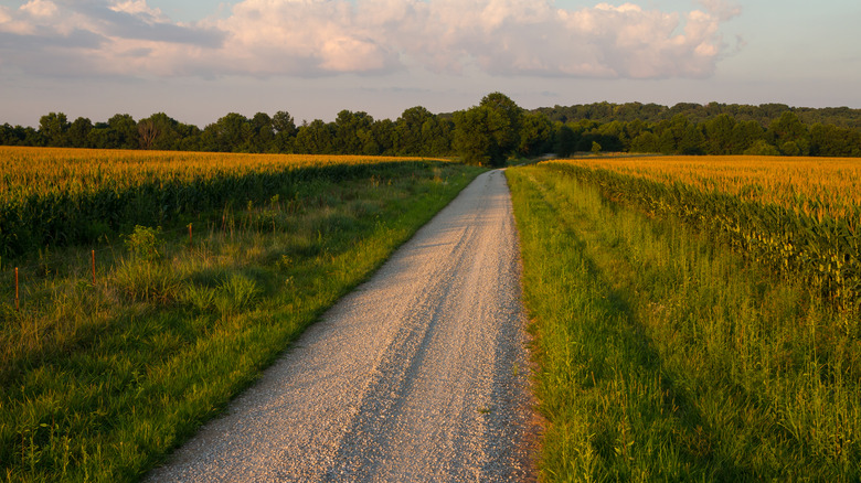 Road between cornfields at sunset