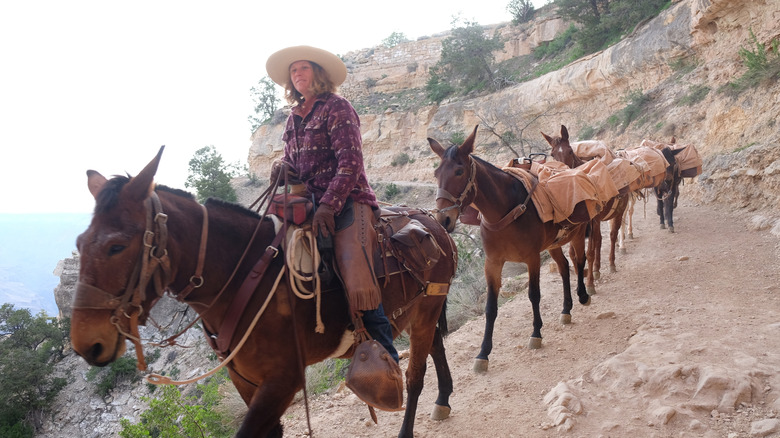 Person riding a mule on a Grand Canyon trail.