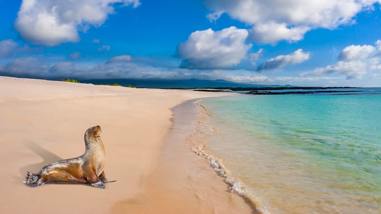 Seal sunbathing in Galàpagos Islands