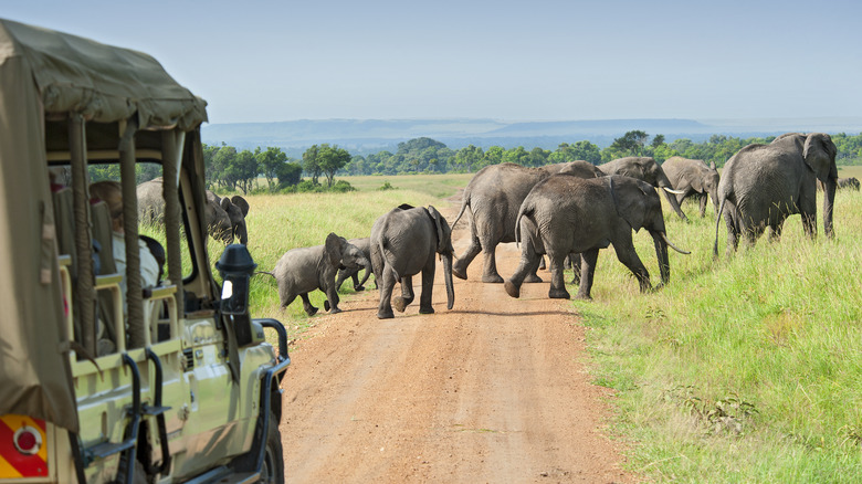 Elephant crossing in Masai Mara