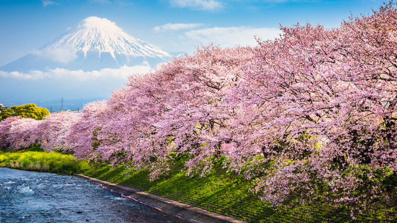Cherry blossoms and Mt. Fuji