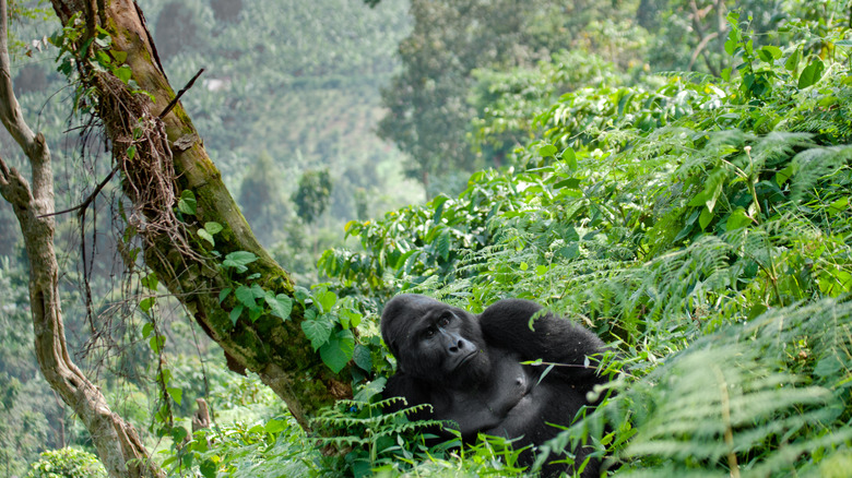 A mountain gorilla in Rwanda