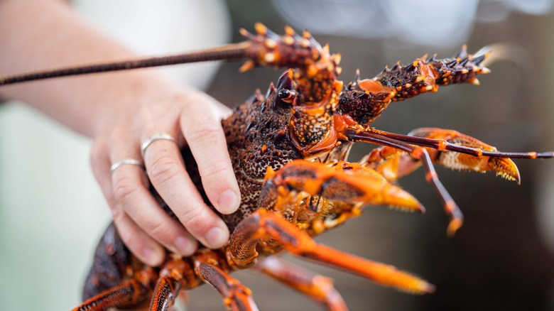 Hand holds a live lobster