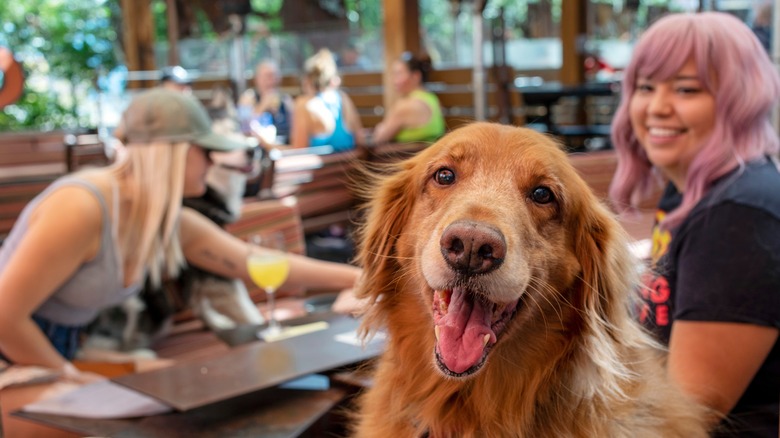 happy dog brewery