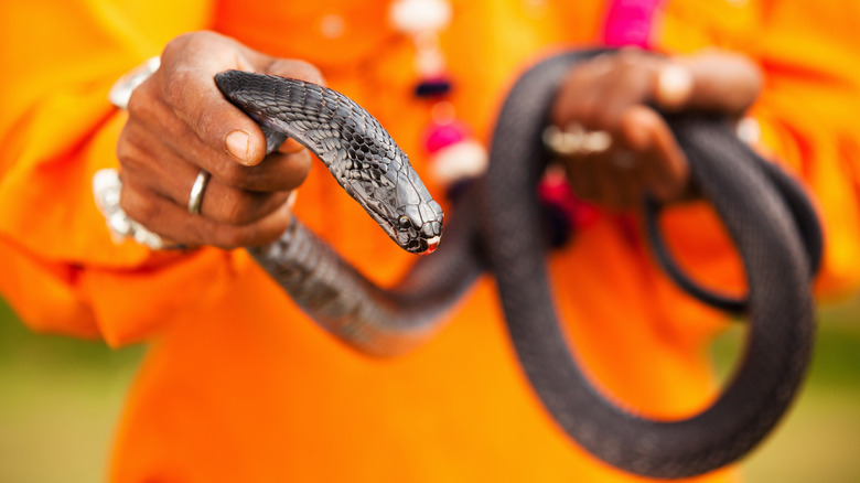 hands holding a snake