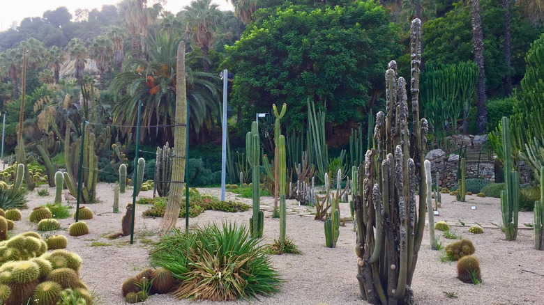 cactus garden in Barcelona