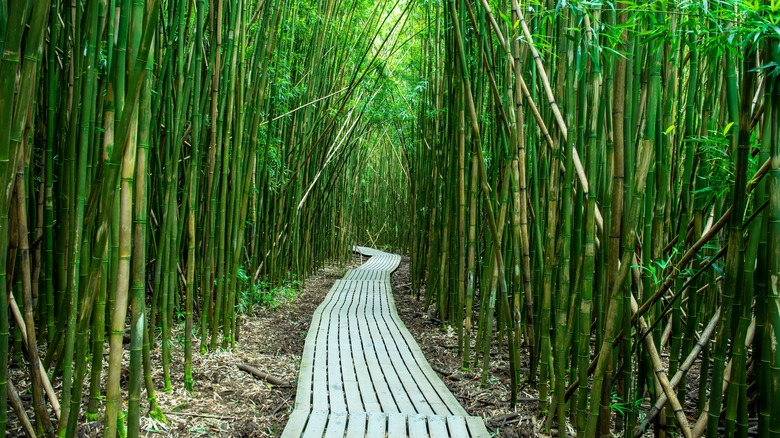 Maui's Bamboo Forest