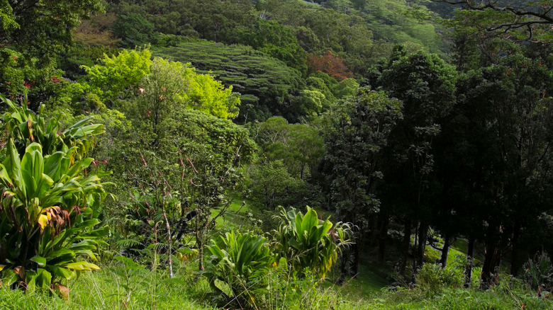 Oahu's Lyon Arboretum