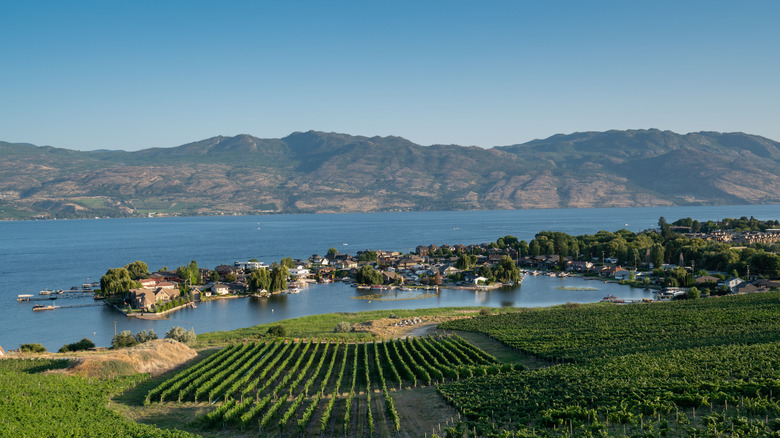 Vineyard along lake