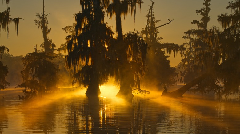 Lafayette, Louisiana swamp at sunrise 