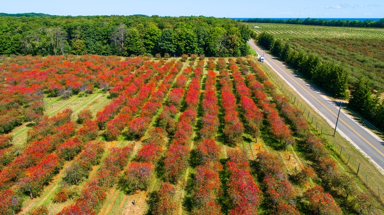 Cherry orchard in Traverse City, Michigan