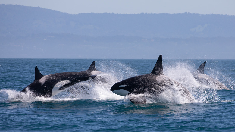 Orcas jumping at Orcas Island