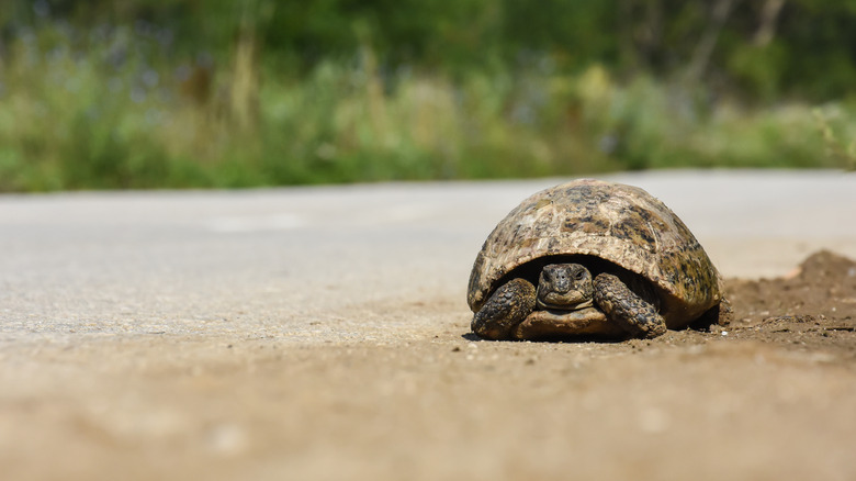 A turtle outside