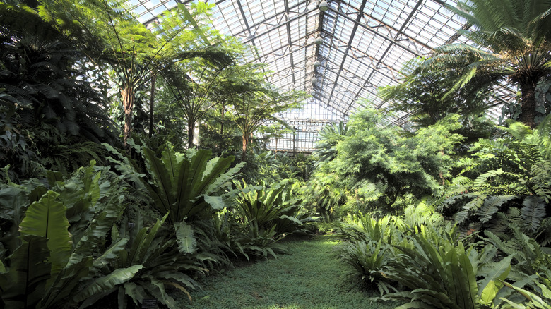 The Fern Room at the Conservatory