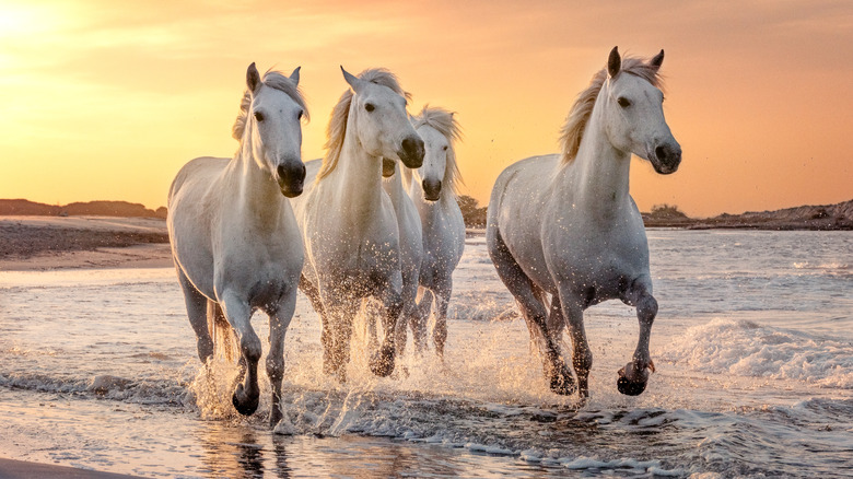 four white horses running on beach