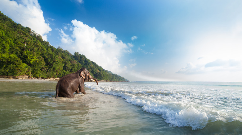 Elephant bathing on Havelock Island