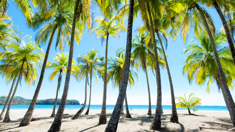 Palm trees on Nicoya Peninsula