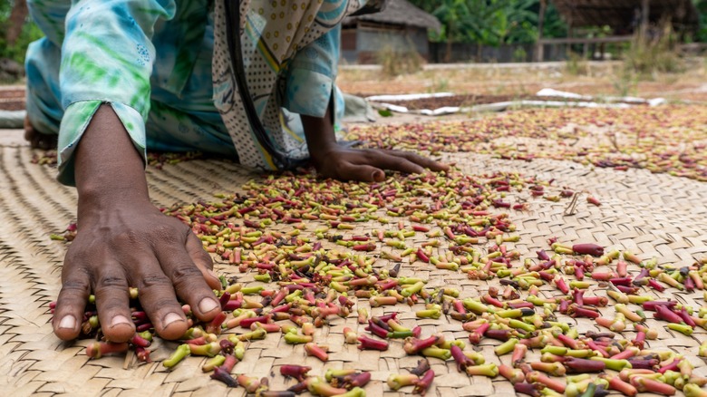 Cloves being spread out to dry