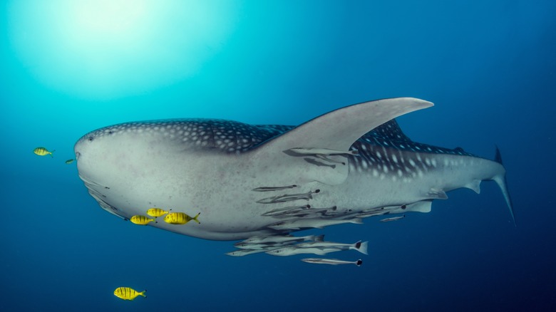 Whale shark at Tofo Beach