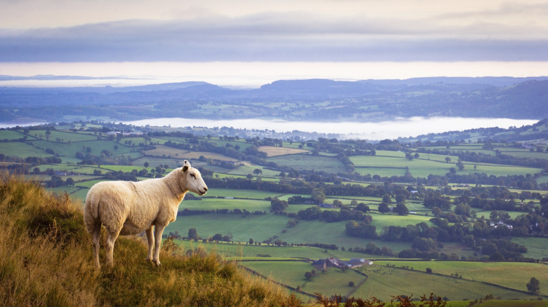 countryside in Wales