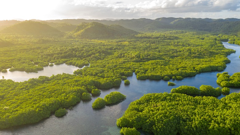 aerial of river through rainforest