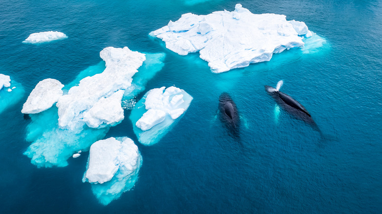 whales and glaciers in water