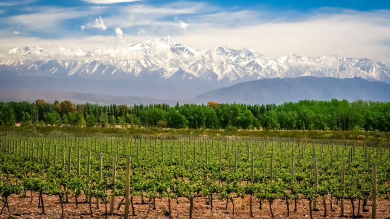 grape vines against mountains