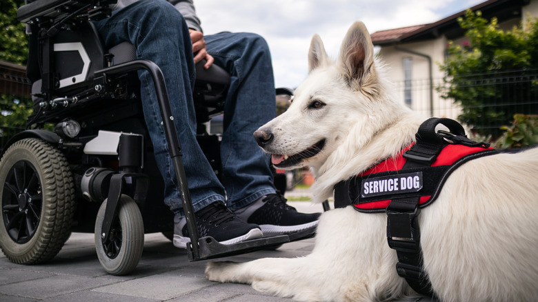 Service dog laying at owners feet