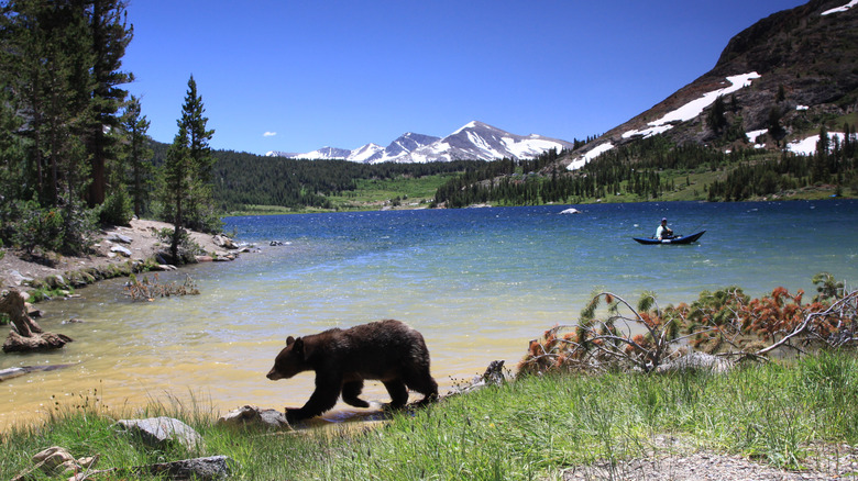 Black bear by lake