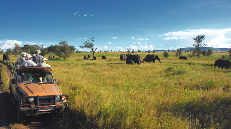 People on safari spotting elephants
