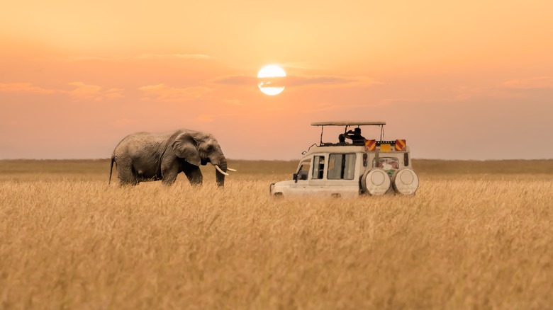 Elephant and jeep on safari